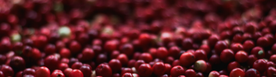 Sea of red berries. Mental health and the difficult conversation